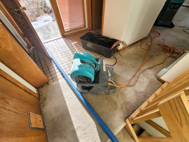 Best Mold removal after water damage  in Burlington, CO